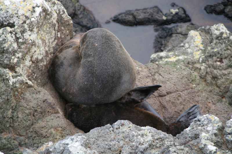 Nieuw-Zeeland 2011 - 1985